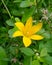 Zephyranthes citrina, Yellow Rain Lilly   Flower Close Up or Macro Shot