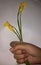 Zephyranthes citrina or yellow rain lily