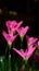 Zephyranthes Flowers