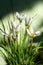 Zephyranthes grandiflora flower