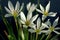 Zephyranthes grandiflora flower