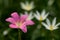 Zephyranthes grandiflora flower