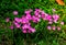 Zephyranthes grandiflora, flowers Herb growing up in the garden.