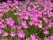 Zephyranthes grandiflora pink flower in summer season