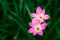 Zephyranthes Lily, Fairy Lily, Little Witches.