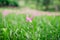 Zephyranthes Lily or Rain Lily