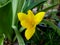 Zephyranthes minuta