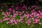 Zephyranthes minuta in nature with pink flowers