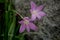 Zephyranthes minuta pink flowers in nature
