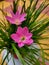 Zephyranthes Minuta Pink Lily fFower