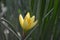 Zephyranthes, Other names rain lily, Zephyr lily magic or fairy lily. Angiosperms, Yellow coloured flower.