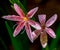 Zephyranthes Rose - Rain Lily