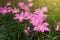 Zephyranthes rosea Lindl flowers