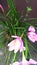 Zephyranthes rosea pink rain lily rose fairy lily zephyr lily flower