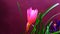 Zephyranthes rosea rose fairy lily