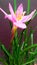 Zephyranthes rosea rose fairy rain lily close up