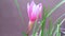 Zephyranthes rosea rosy rain lily