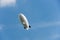 Zeppelin, airship in blue sky
