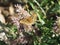 Zerene fritillary butterfly