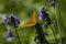 Zerene Fritillary butterfly on Lavender
