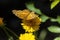 Zerene Fritillary butterfly on Marigold flower