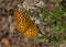 Zerene Fritillary butterfly (Speyeria zerene)