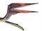 Zhejiangopterus Pterosaur Head