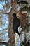 Zhelna or black woodpecker hard hammer the bark of the dead birch