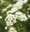 ZhenZhuHua white flowers