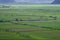 Zhongdian Grassland