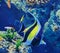 Zhuhai Hengqin Chimelong Marine Science Park Aquarium Angelfish Angel Fish Tank