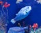 Zhuhai Hengqin Chimelong Marine Science Park Aquarium Puffers Puffer Fish Porcupinefish Tank
