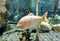 Zhuhai Hengqin Chimelong Marine Science Park Aquarium Red-Bellied Pacu Piaractus Brachypomus Giant Fish Tank