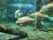 Zhuhai Hengqin Chimelong Marine Science Park Aquarium Red-Bellied Pacu Piaractus Brachypomus Giant Fish Tank