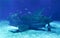 Zhuhai Hengqin Chimelong Marine Science Park Aquarium Shark Fish Tank