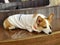 Zhuhai Qianshan Dog Cafe Puppy Coffee Shop Doge Coin Short-legged Dogs Corgis Pembroke Welsh Corgi Lying Flat Puppies Pet Pets