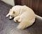 Zhuhai Russian Dog Cafe Puppy Coffee Shop Doge Coin Dogs Fluffy Longhair Samoyed Lying Flat House Cattle Puppies Home Pet Pets