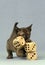 ZIBELINE BURMESE DOMESTIC CAT, KITTEN PLAYING DICE