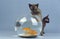 Zibeline Burmese Domestic Cat, Kitten playing with Fishes