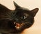 Zibeline Burmese Domestic Cat, Portrait of Adult Snarling 091292 Gerard LACZ