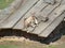 Ziege auf dem Dach eines kleinen Stalls bzw. Unterstand / Goat on the roof of a small stable