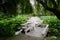 Zigzag bridge over lotus pond