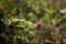 Zigzag clover in bloom with strong color