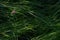 Zigzag Clover Trifolium Medium