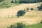 Zigzag of trees large and small in the middle of a mown field in Tuscany