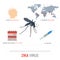 Zika virus infographic - facts