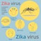 Zika virus symptoms infographics