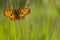 Zilveren Maan, Small Pearl-bordered Fritillary