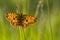 Zilveren Maan, Small Pearl-bordered Fritillary