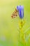 Zilveren maan; Small Pearl-bordered Fritillary; Boloria selene